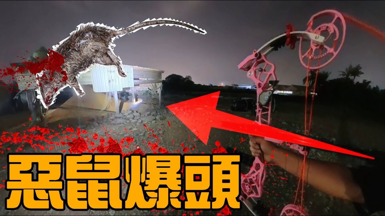 惡鼠狙擊 ! 精準爆頭一發斃命 ! 農場鼠害嚴重，復合彈弓拉到沒力 ! 數量超級多 ! | mouse | Taiwan