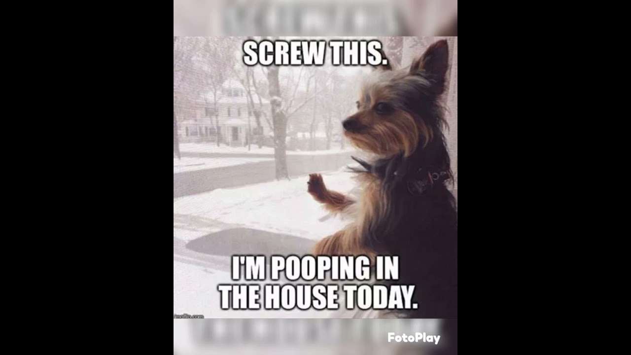 #funny winter #meme compilation 