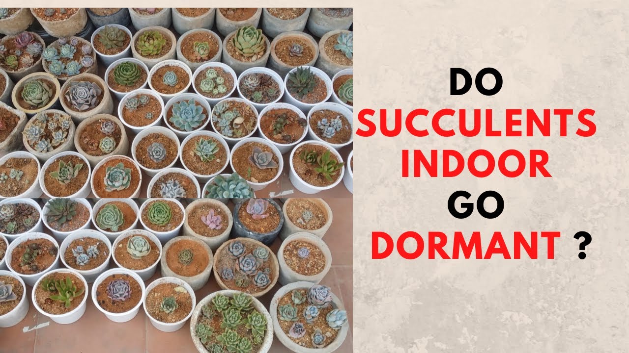 || DO INDOOR SUCCULENTS GO DORMANT ||