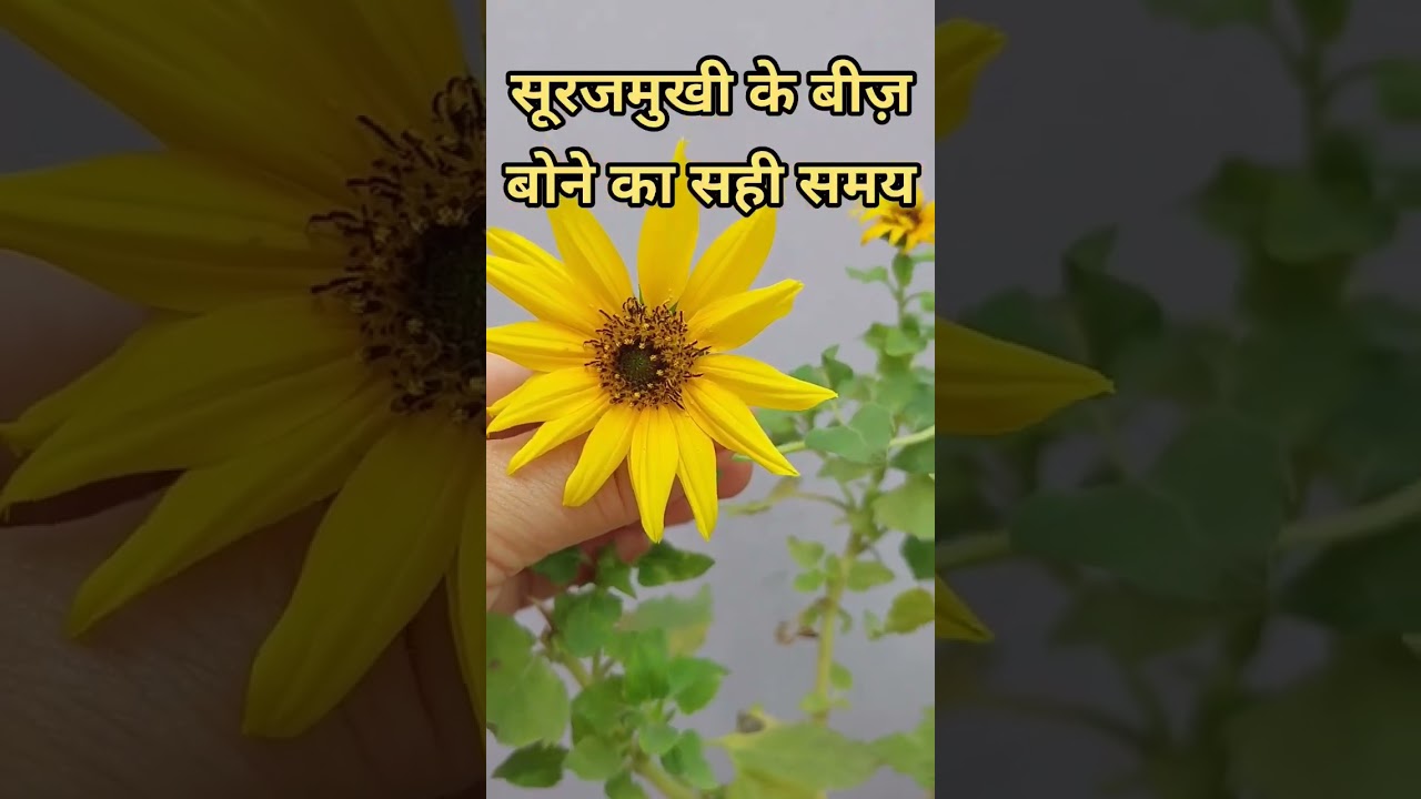 Right Time to Grow Sunflower Seeds#