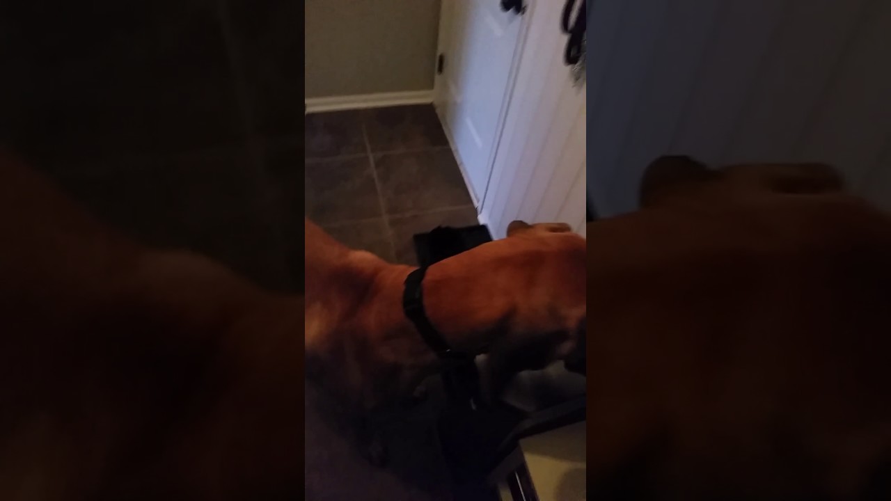 Moose's long pee.