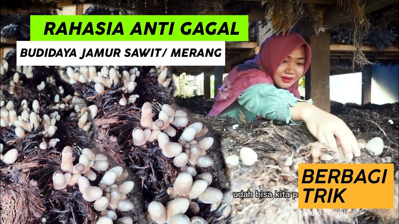 CARA BUDIDAYA JAMUR SAWIT PAKAI BIBIT