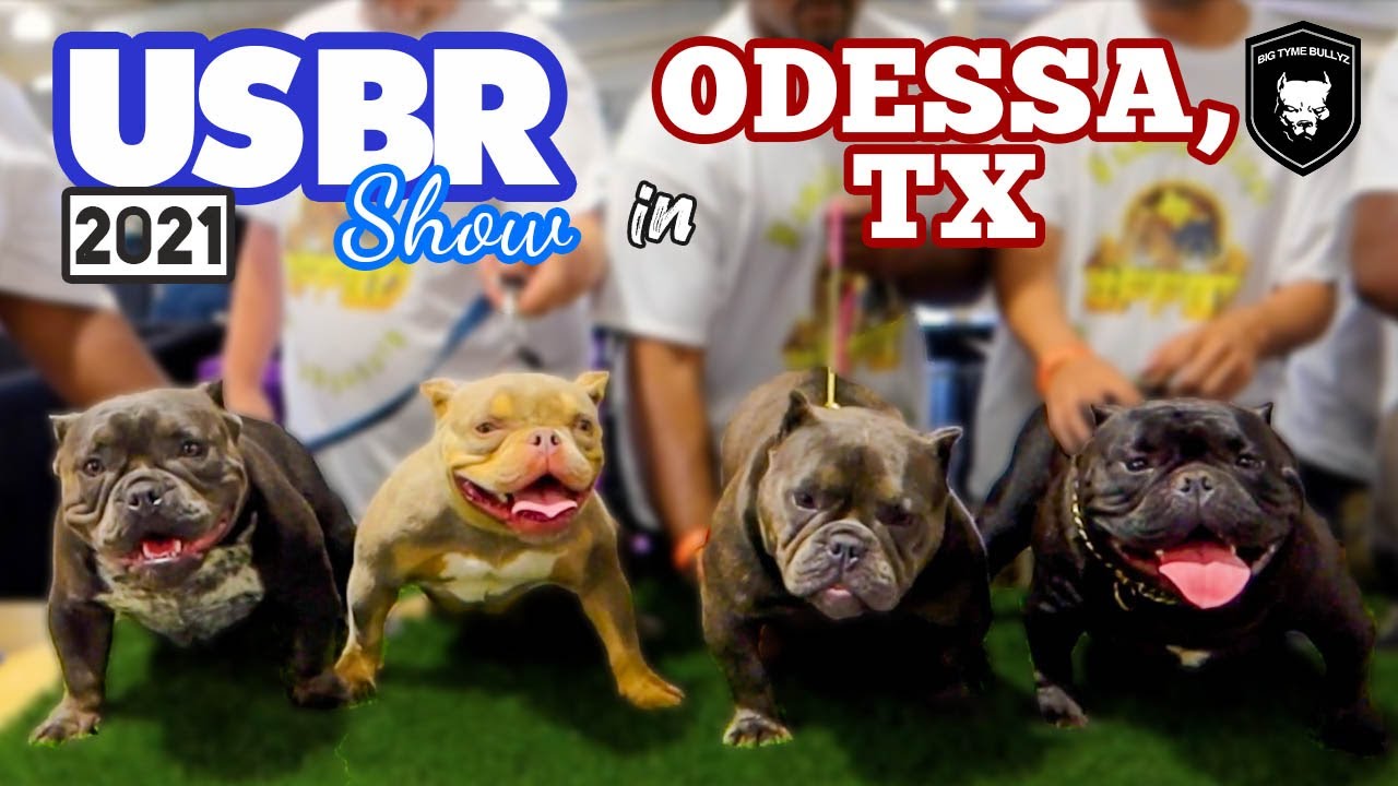 AMERICAN BULLY USBR SHOW in ODESSA, TX | BIG TYME EVENTZ