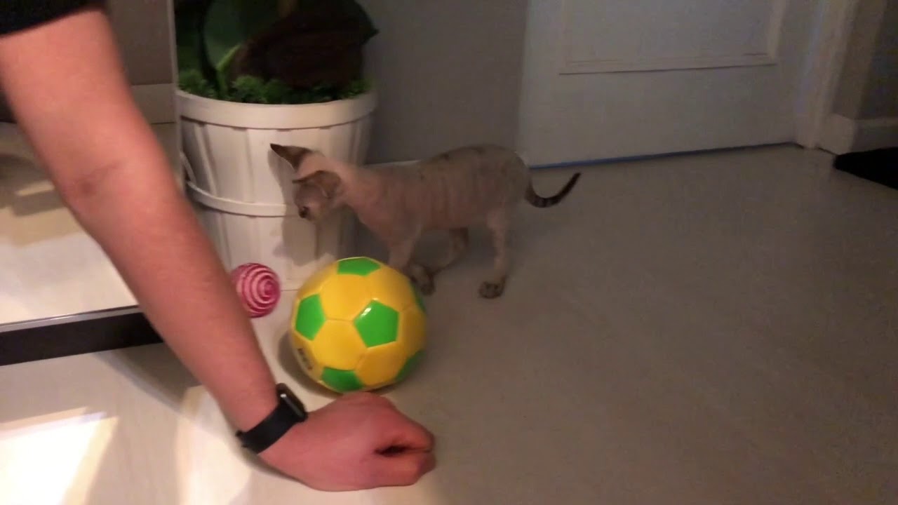 Devon Rex kitten first time in new home. Йода первый день в новом доме