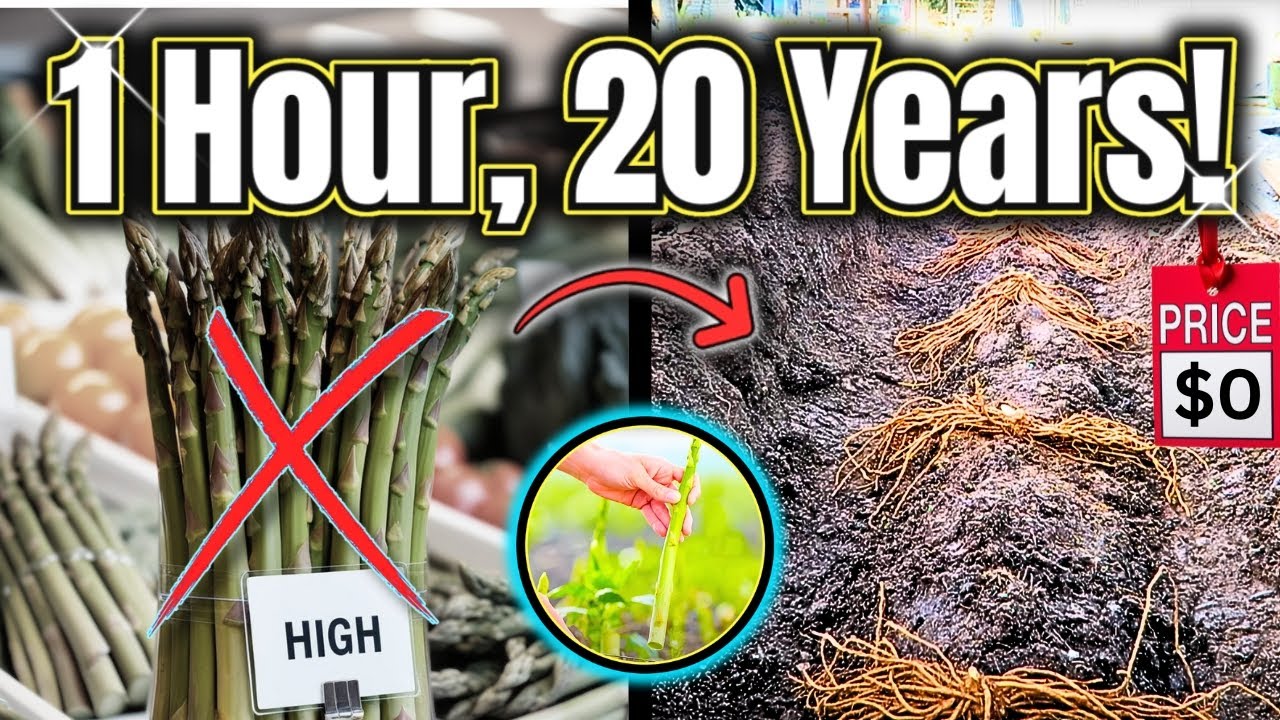 Grow Asparagus Once, Eat for 20 Years!