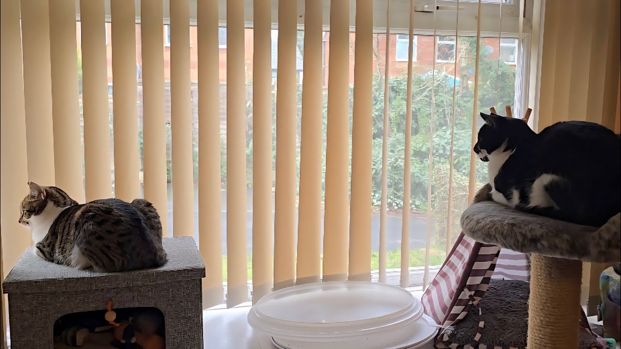 Double Cat Loaf