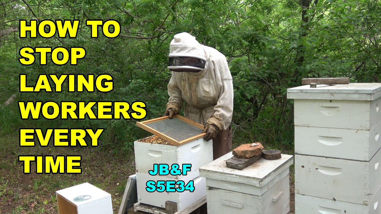 How to Correct a Laying Worker Bee Hive, Hive 1 Laying Workers S5E34, #beekeeping #layingworkers