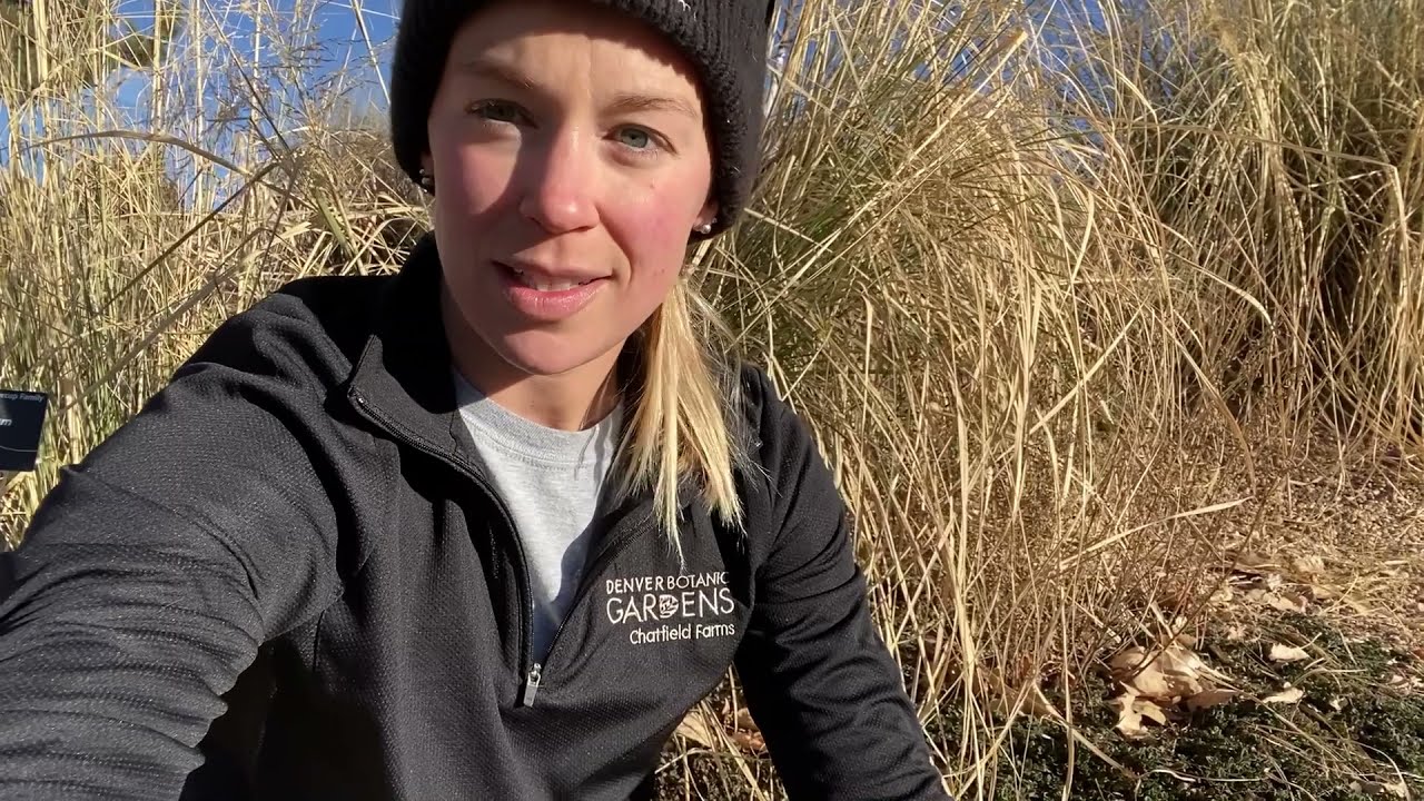 Waterwise Plants for a Prettier Winter Garden!