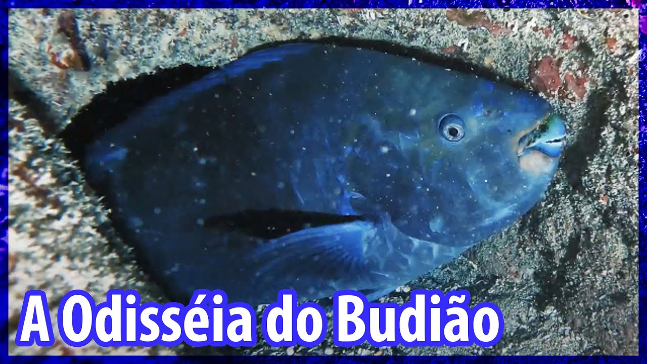 A Odisséia do Budião - [Documentário Completo]