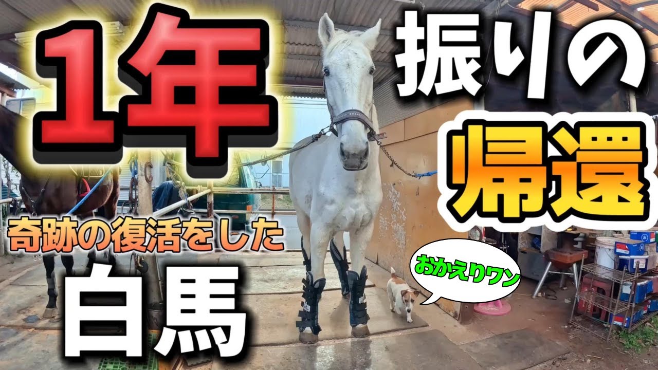 ありがとう、そしえおかえりなさい。1年間の療養を経て埼玉に帰ってきた白馬が見違えるほど良くなってくれました。【ツルマルボーイ様のシモベ】