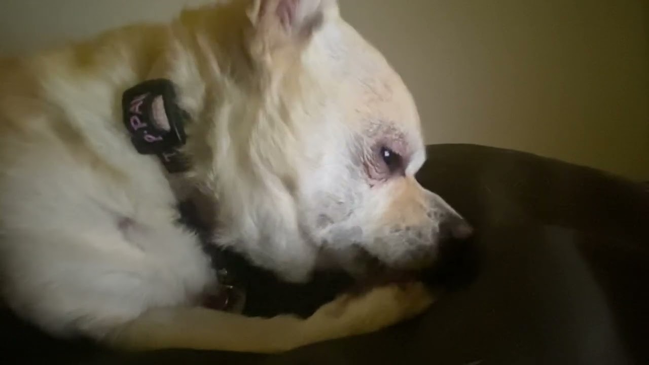 Dog licks paw ASMR 4