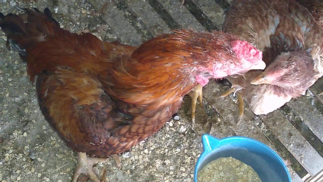 Kışın gurk yatırılır mı bakımları ve sonuçları hakkında bazı bilgiler