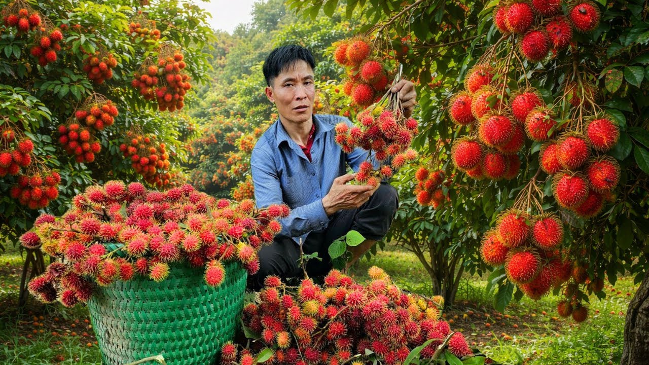 From Rambutan Garden to Market | Animal Care & Solo Survival Journey