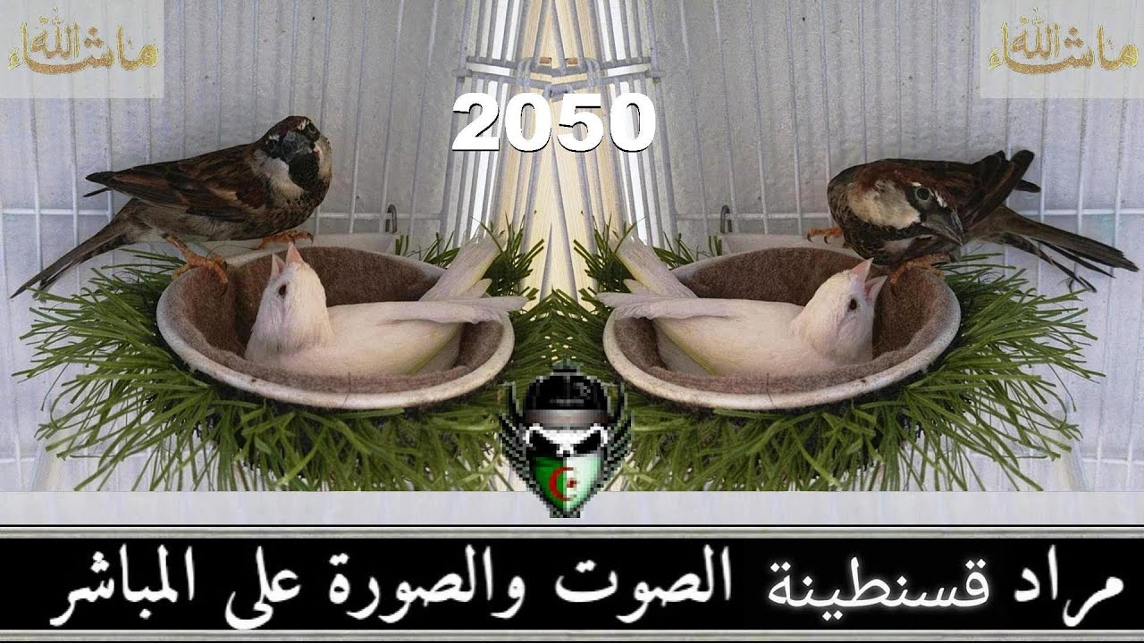 شاهد وتمتع وادخل الي المدرسة تتعلم تزاوج وانتاج طائر الدوري داخل القفص 2050