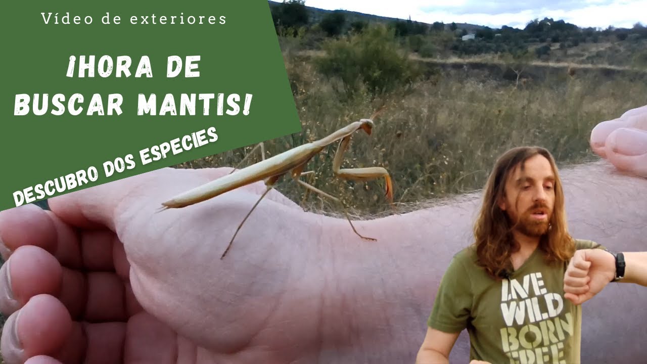 Dónde encontrar mantis religiosas en el campo