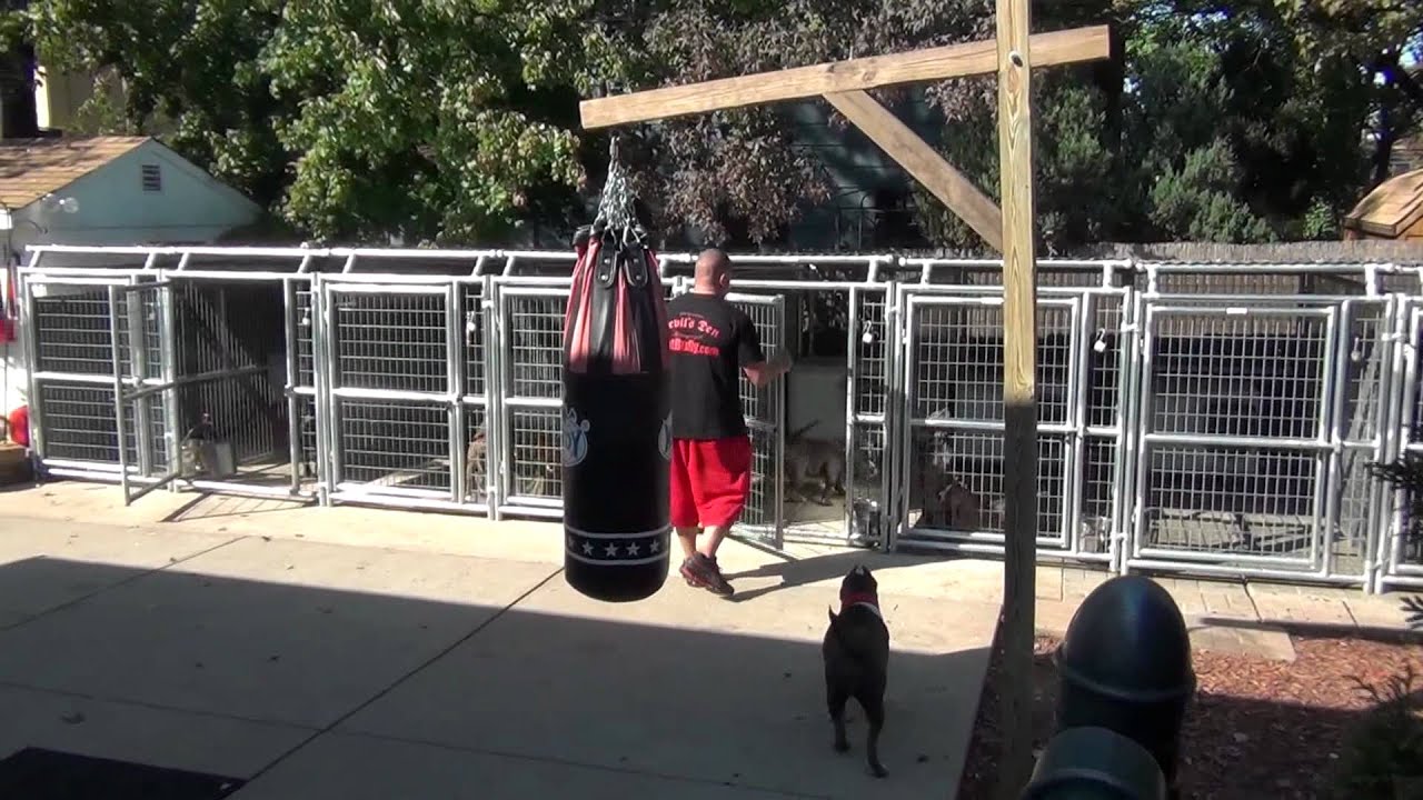 American bully NYC kennel set up @DevilsDen
