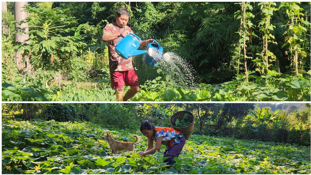 Go get fresh vegetables at May Leh garden .@karennirefugeeman @karennicamp