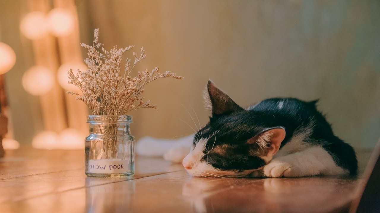 90分鐘超舒服午睡音樂 休息放鬆 附鬧鐘 | 90 minutes of Power Nap Music with 1 minute wake-up buzzer