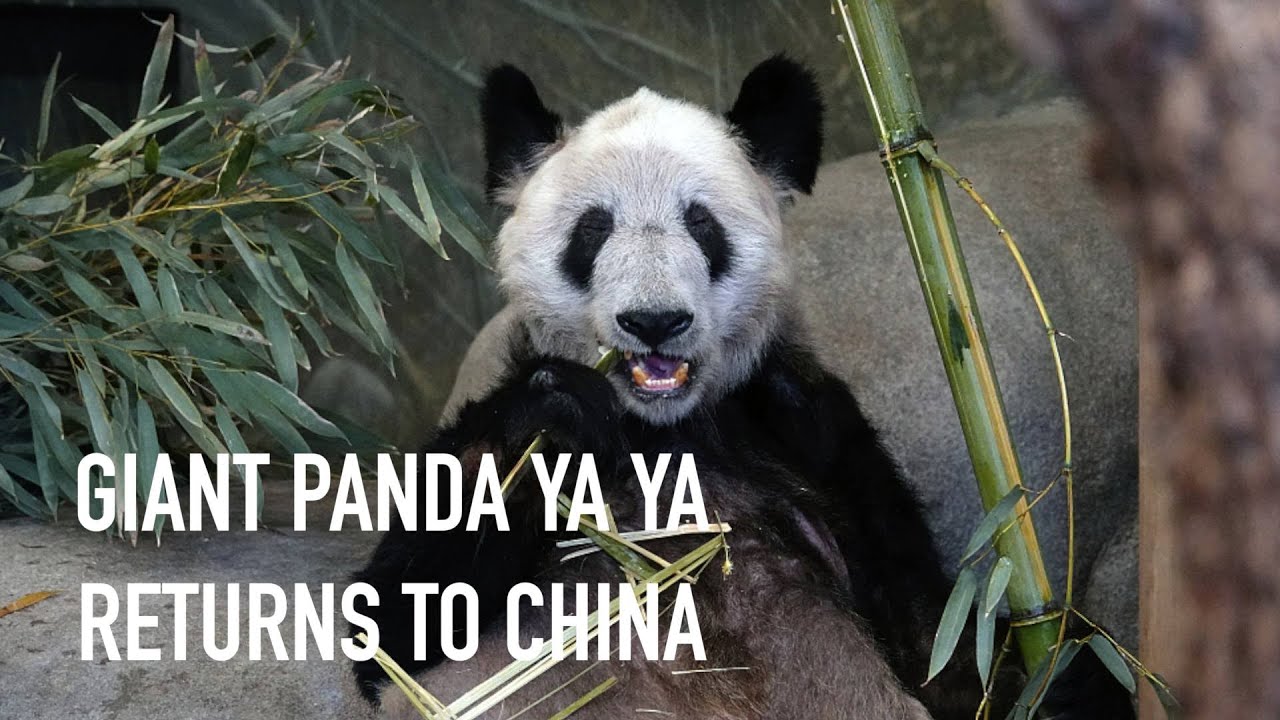 Giant panda Ya Ya returns to China