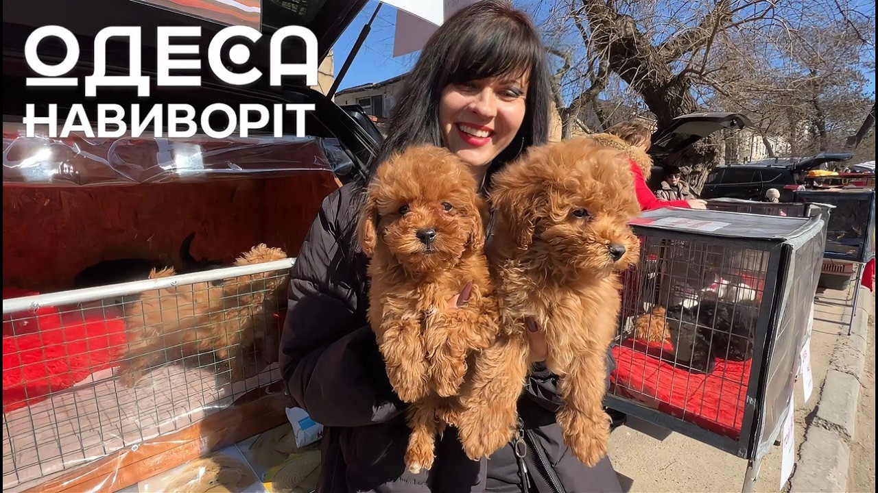 ВЕСЕННИЙ БАЗАР ДОМАШНИХ ЖИВОТНЫХ в ОДЕССЕ! Собаки и Кошки Разной ПОРОДЫ! ДОСТУПНАЯ ЦЕНА! 