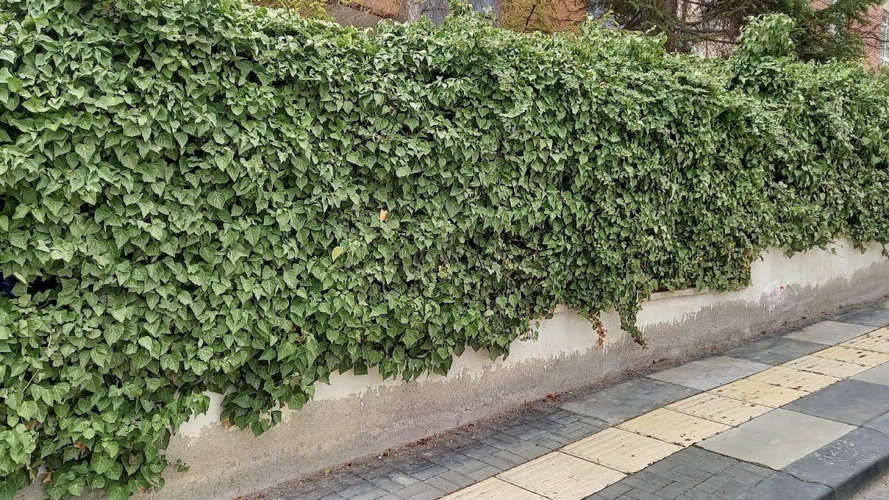 Sarmaşık Köklendirmede Torbalama İşlemi