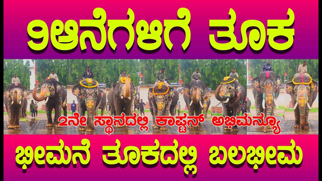  Dasara 2025 ಮೊದಲ ಹಂತದ 9 ಆನೆಗಳುಗೆ ತೂಕ ಹಾಕಲಾಯಿತು, ಭೀಮನೆ ತೂಕದಲ್ಲಿ ಮೊದಲು ಎರಡನೆ ಸ್ಥಾನದಲ್ಲಿ ಅಭಿಮನ್ಯು