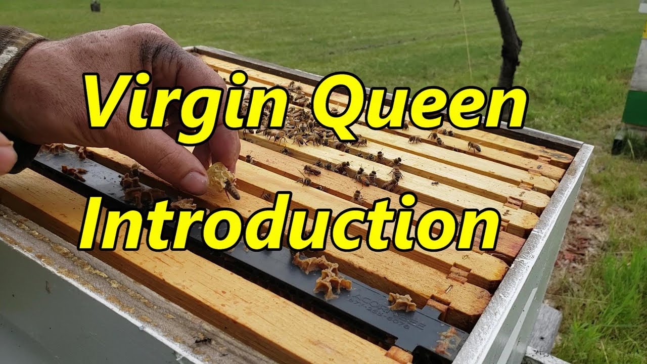Virgin Queen Introduction