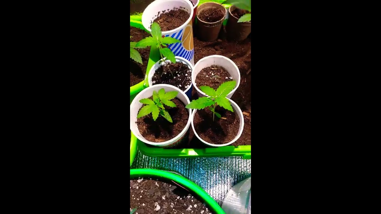 OG KUSH SEEDS POPPED #LETSGITIT