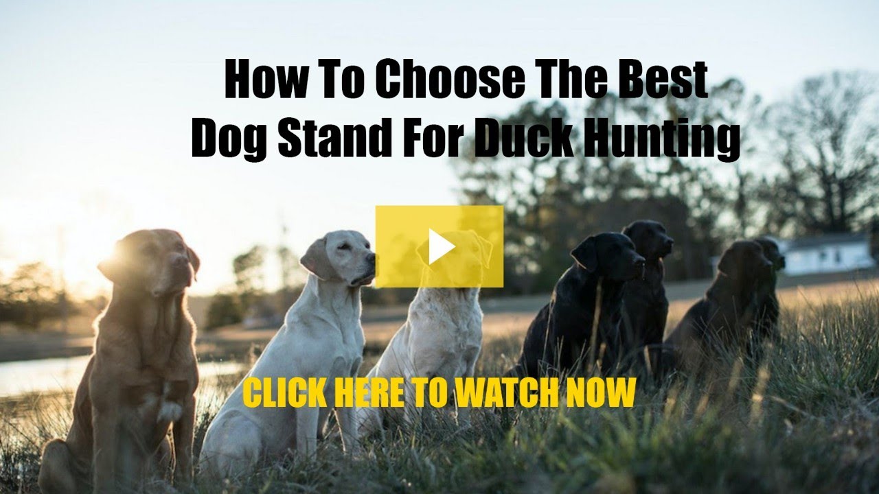 How to Choose the Best Dog Stand for Duck Hunting