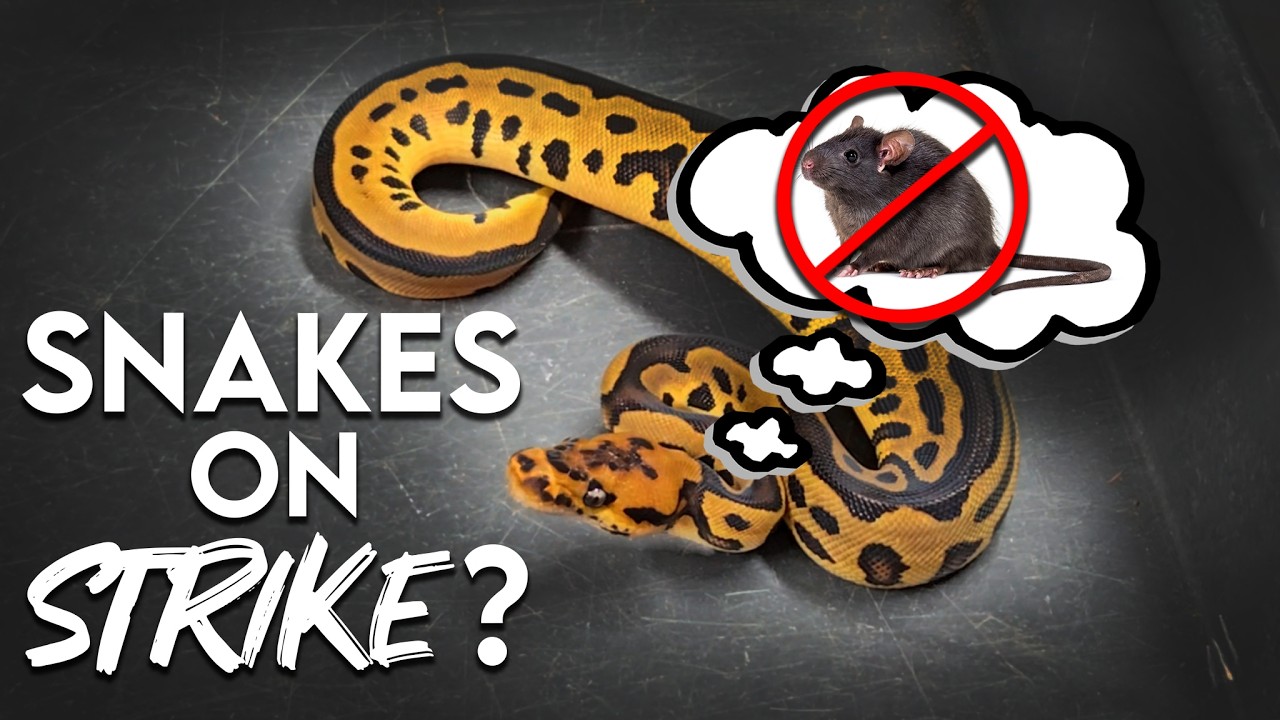 Ball Python wont eat? Try these tips!