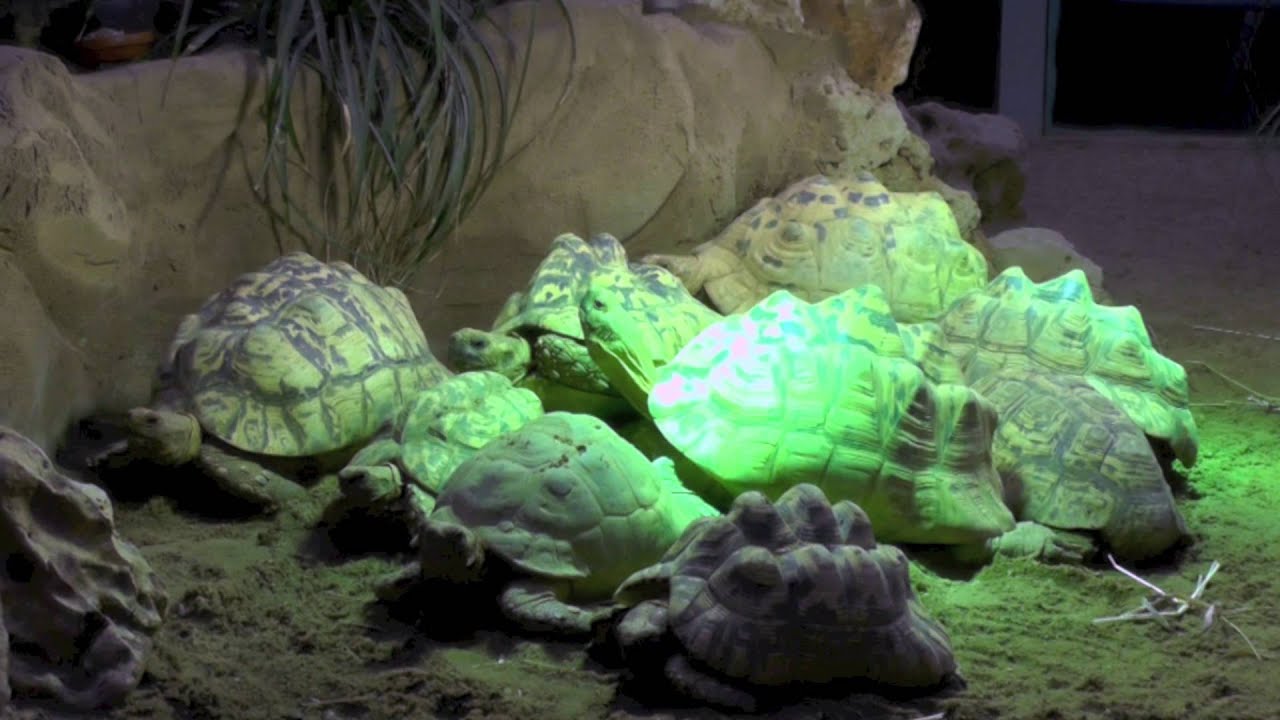 Pantherschildkr&ouml;ten: Alle wollen unter die UV-Lampe