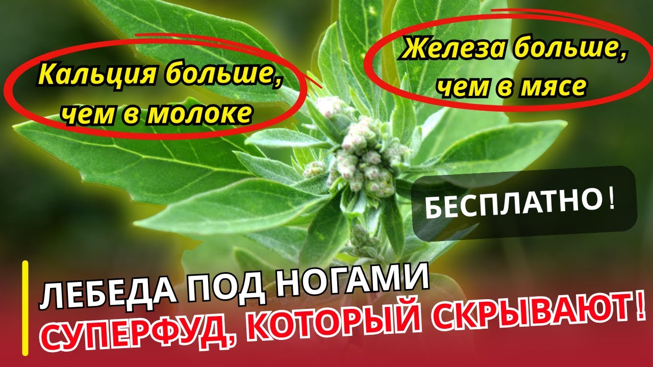 Лебеда под ногами: бесплатная киноа, которую объявили сорняком | УРОЛОГ ОТВЕЧАЕТ