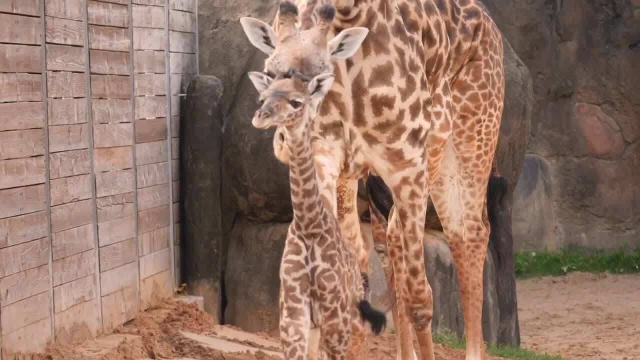 Baby Giraffe Welcomed at Houston Zoo