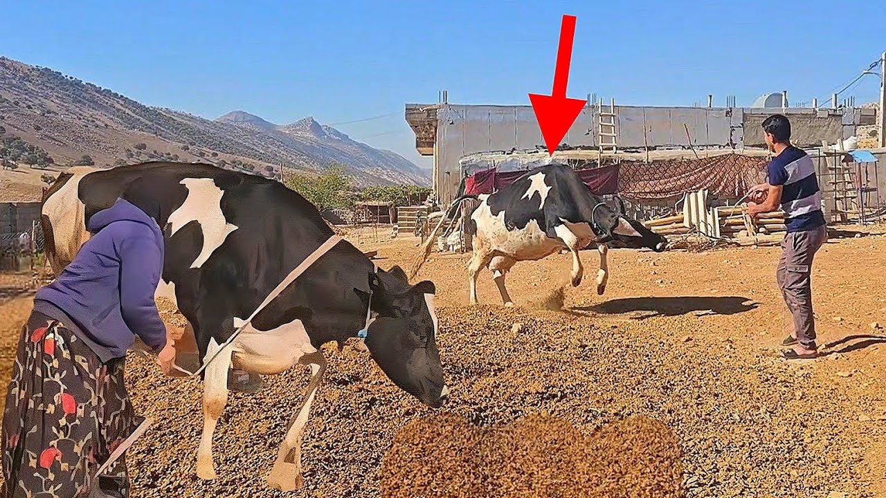 Father's Farewell & Sudden Cow Escape from Barn 🐄😔 | Mother Upset by Father Leaving👨‍👩‍👧‍👦🤕