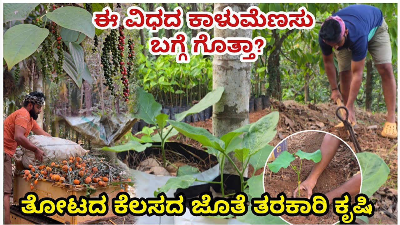 ಕೃಷಿ ದಿನಚರಿ | ಹೊಸತಾಗಿ ಕಂಡ ಕಾಳುಮೆಣಸಿನ ವಿಧ ಯಾವುದು? | Agriculture Video| Farming Video |