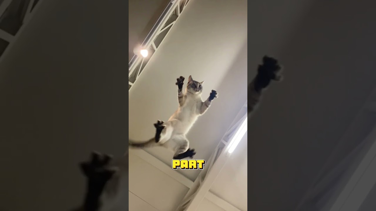 How Cats Survive High Falls: The Science Explained!
