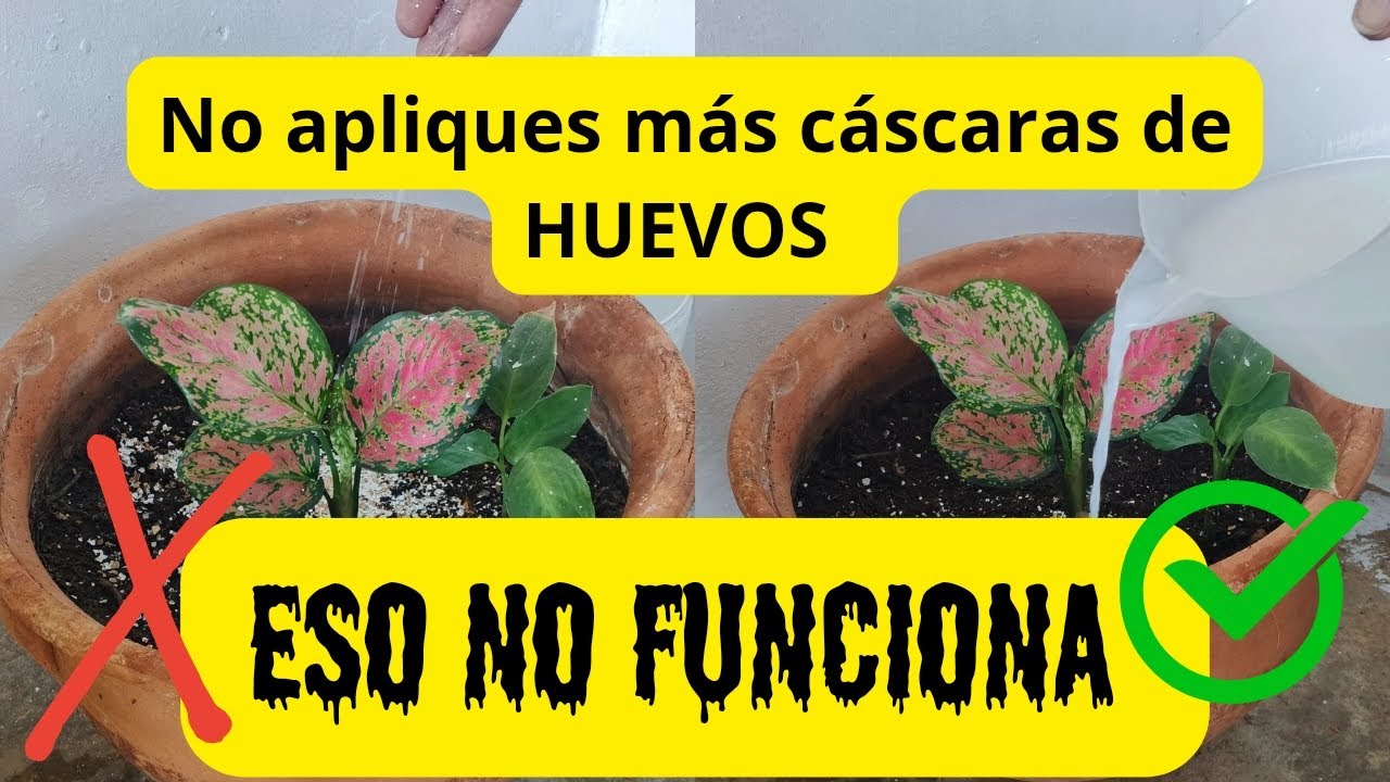 Las cáscaras de huevos 🥚 no funcionan en tus plantas 🎄🥬🫒.