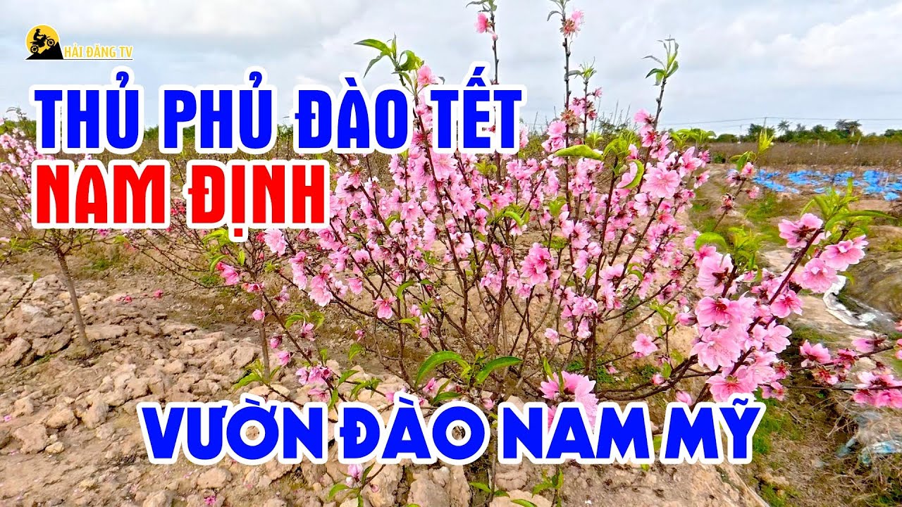 Thủ phủ của Đào Tết Nam Định - Vườn đào Nam Mỹ