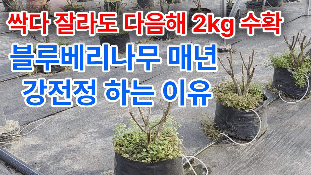 신품종 블루베리나무 매년 강전정 하는 이유, 열매 수확량은 그대로!!