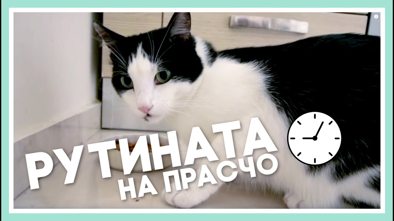 Дневна РУТИНА на котето Прасчо 😺