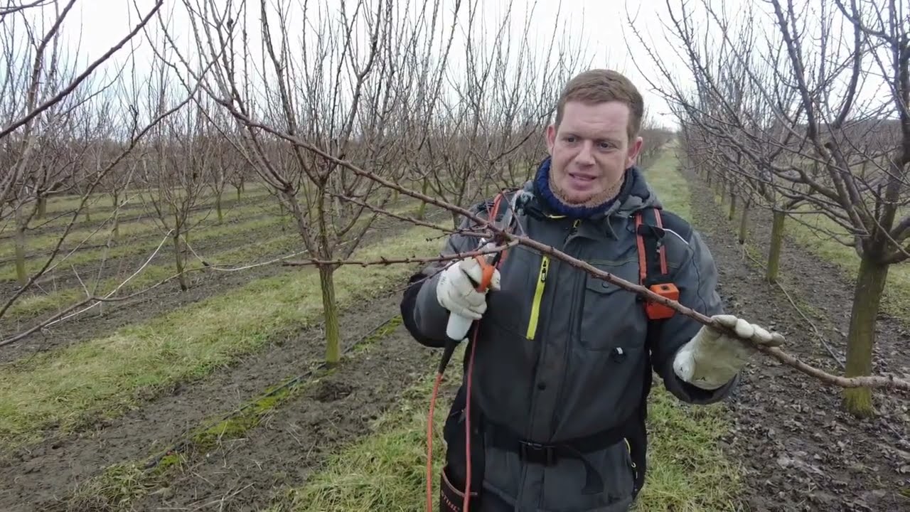 Kajszi metszése - miért fontos a nyári metszés