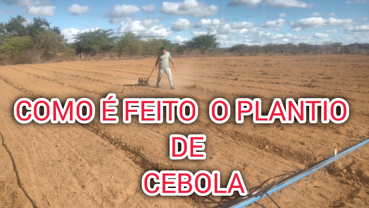 CONTINUAÇÃO DO NOSSO PLANTIO DE CEBOLA 