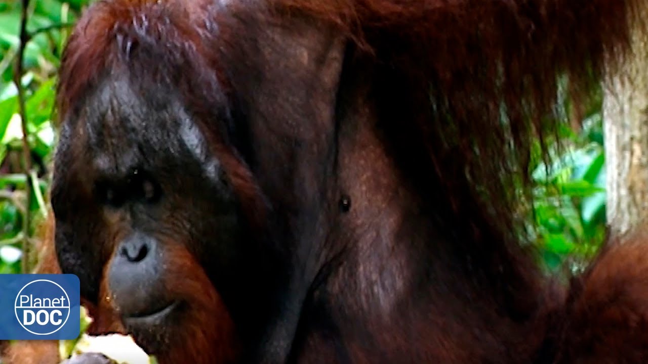 Supervivientes del Planeta Tierra. Recolectores (Documental completo)