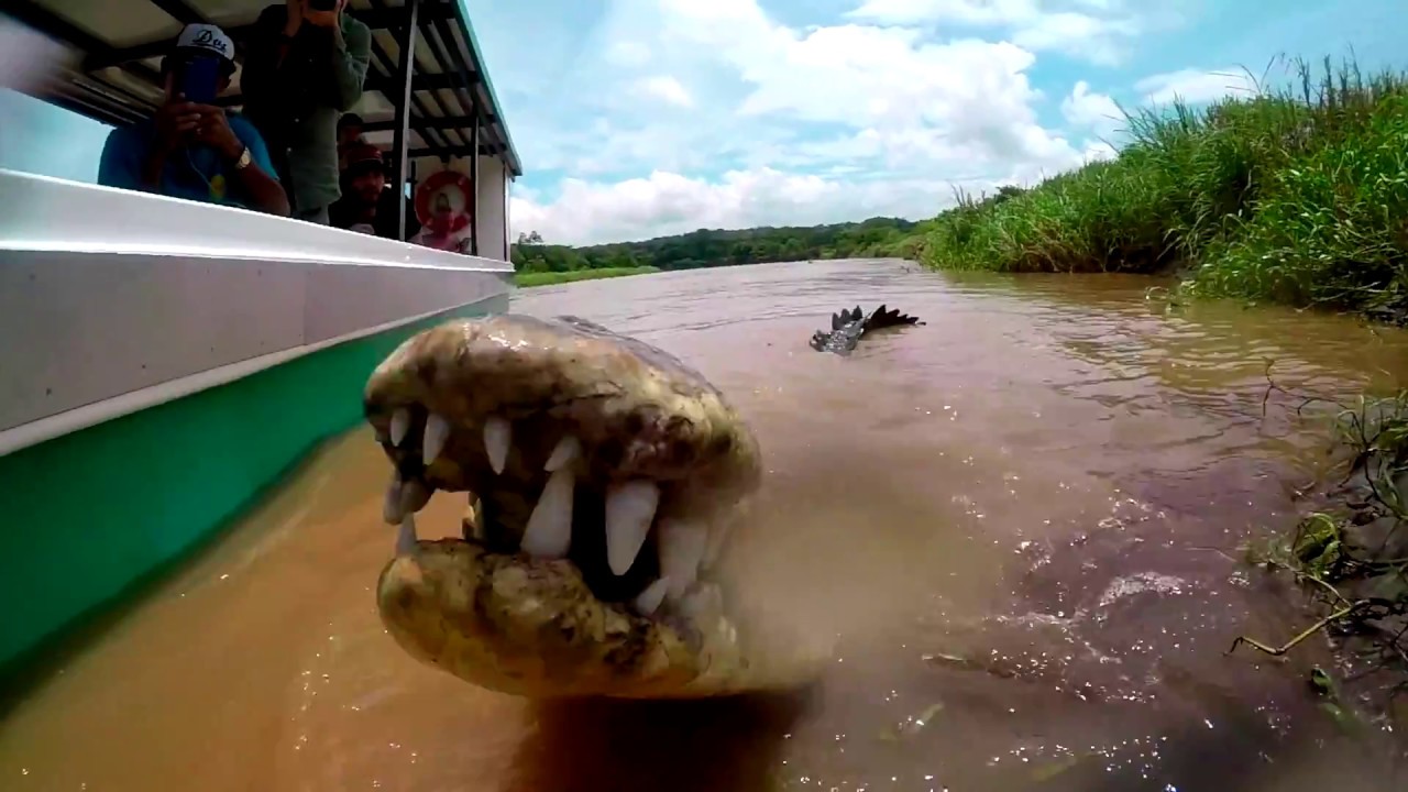Crocodile Feeding Close Up - Rio Tarcoles, Costa Rica
