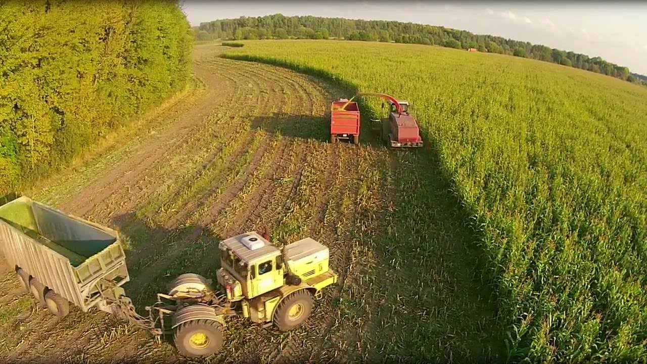 Уборка кукурузы на силос // Полесье КВК-800-36