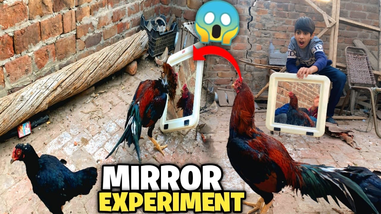 Aj Bunty Ka Mirror Test Kya 😘Bunty Apna Dushman Samj Betha