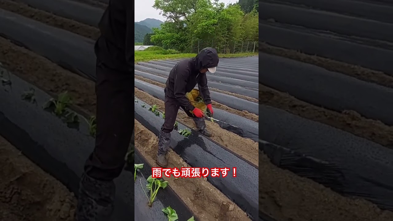 さつまいもの定植🍠📸動画提供📸石川農園🍅🍓さん。（BGM編集済み）#さつまいも #定植 #農家 #農園 #農業女子 #農girl農life
