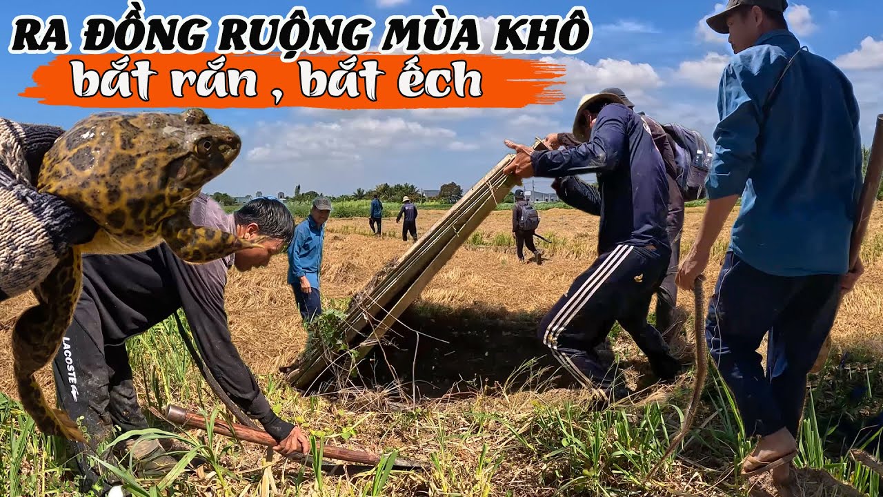 Ra đồng mùa khô, bắt Rắn và Ếch | Tâm hôm nay quá giỏi, đoán Rắn thật chuẩn | TGSB #821