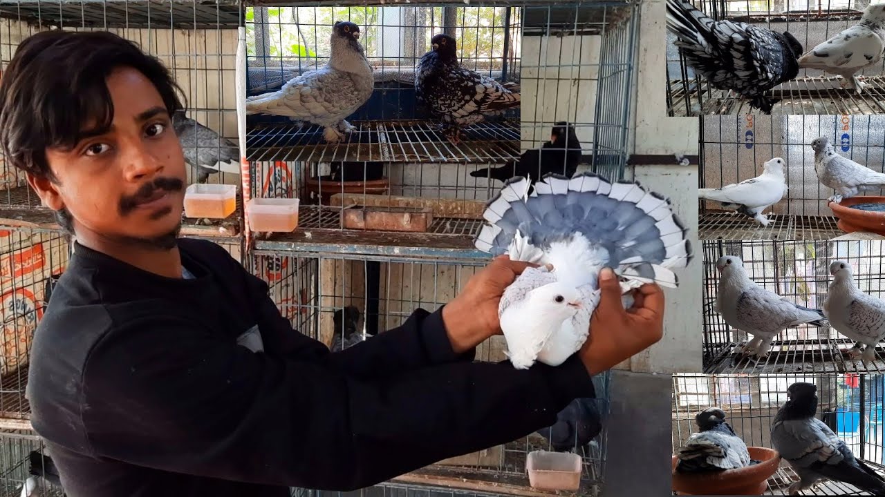 Largest Exotic Fancy Pigeon Loft | Top Quality Imported Fancy Pigeon Collection | Fancy kabootar