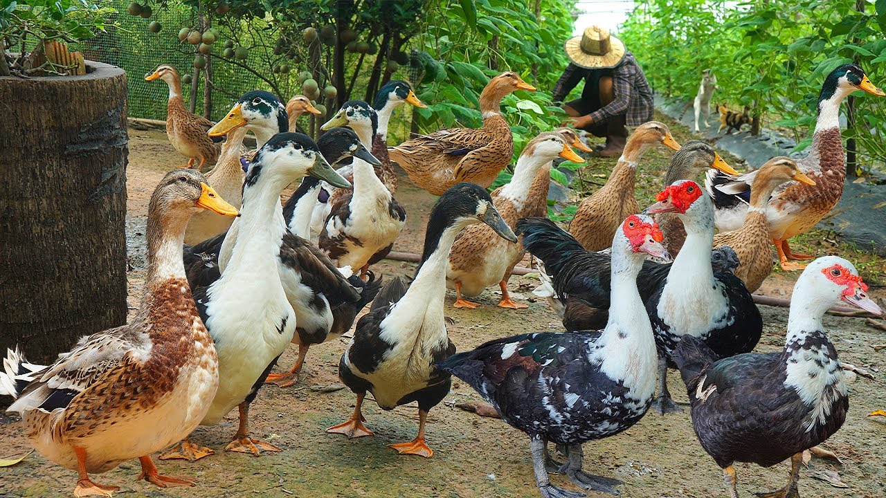 Happy Duck Farm: How To Raise Ducks For Home Business | A Full Day with Muscovy Ducks - 2025 Update